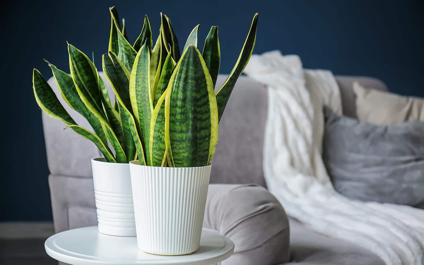 A pair of snake plants sitting in white planters next to a couch.