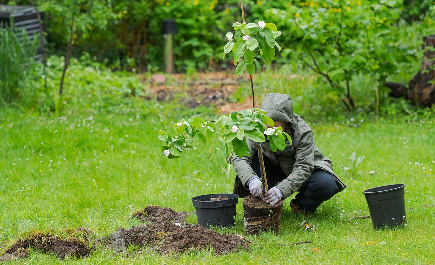 Gardener plants a tree