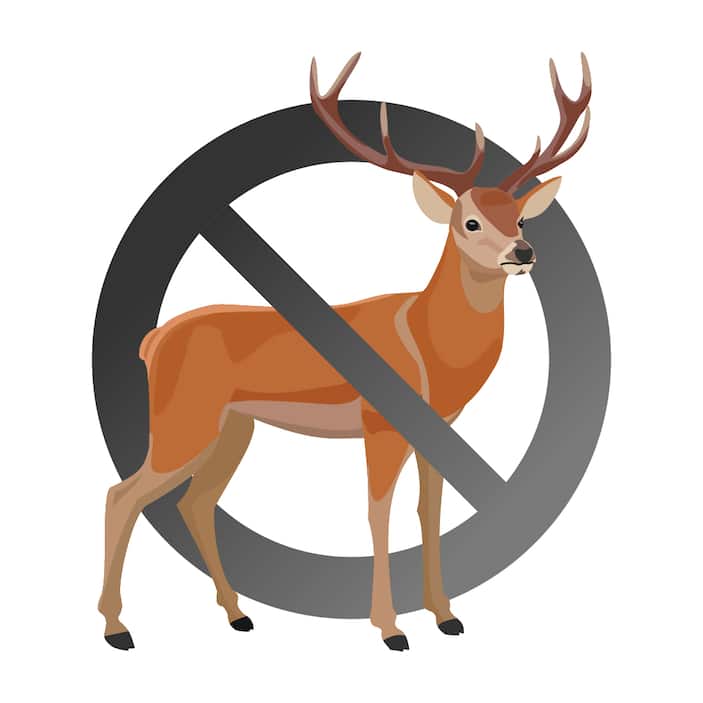 Deer Resistant