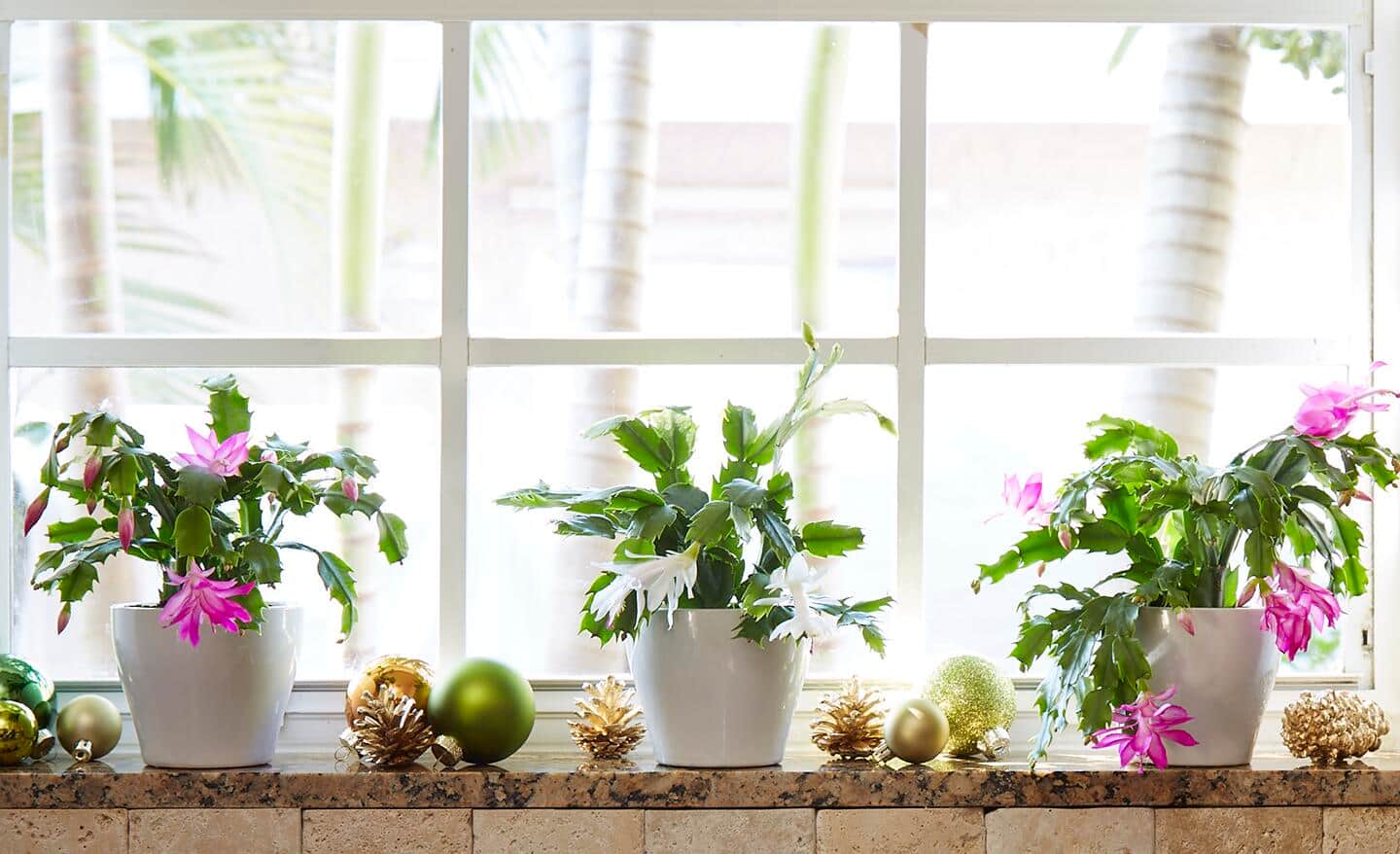 Three blooming Christmas cactus plants in a bright window