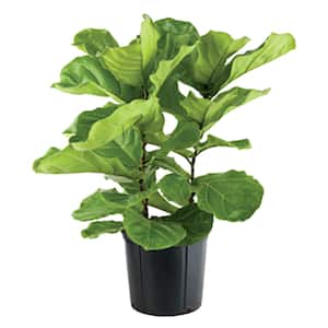 Image for Shop Fiddle Leaf Figs