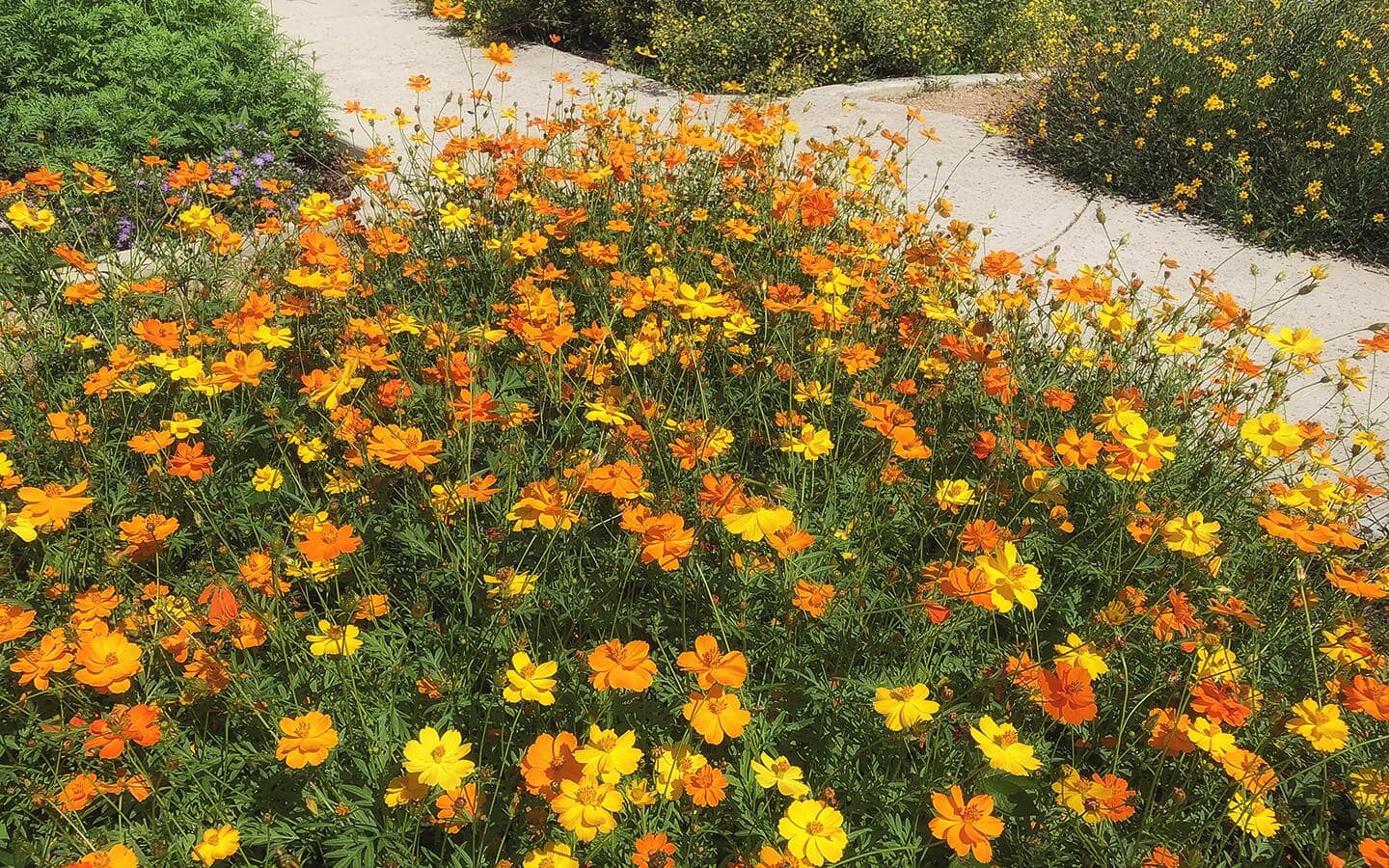 Cosmos blooming in a garden. Cosmos blooming in a garden.