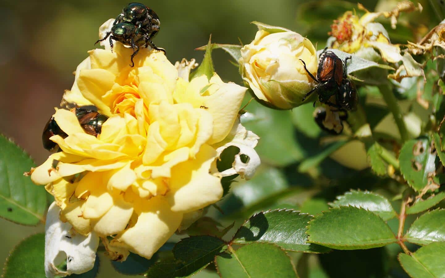 Japanese beetles on a yellow rose bloom