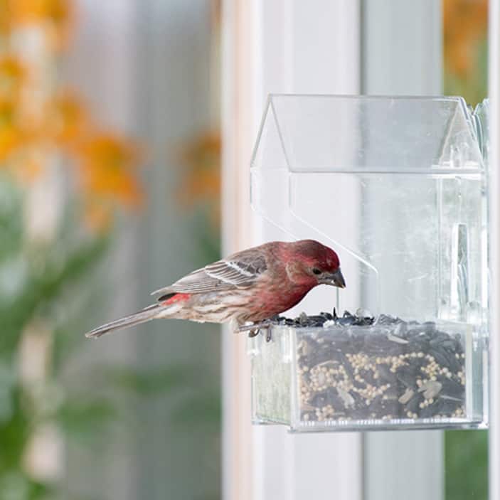 Window Feeders