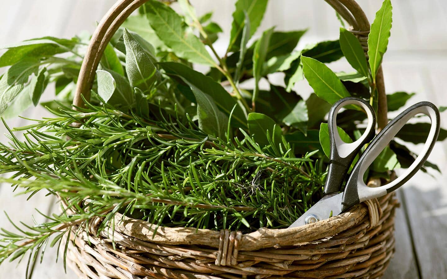A display of herbs and a pair of gardening shears in a straw basket. A display of herbs and a pair of gardening shears in a straw basket.
