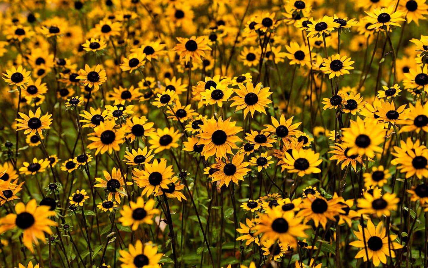 Black-eyed Susans, rudbeckia, in the garden