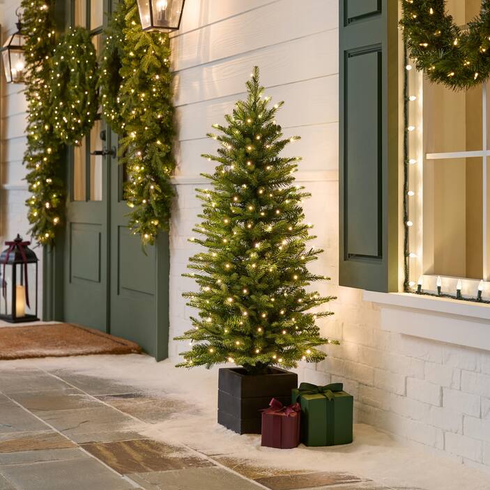 4 ft. Potted Grand Duchess Balsam Fir Tree
