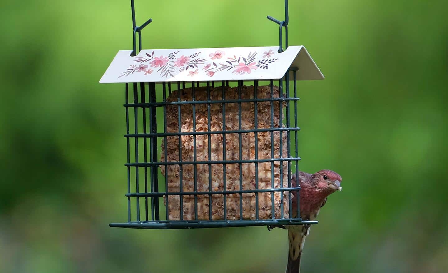Bird perched on a suet bird feeder Bird perched on a suet bird feeder