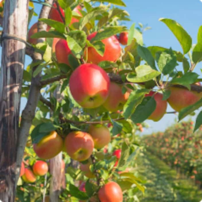 Apple Trees