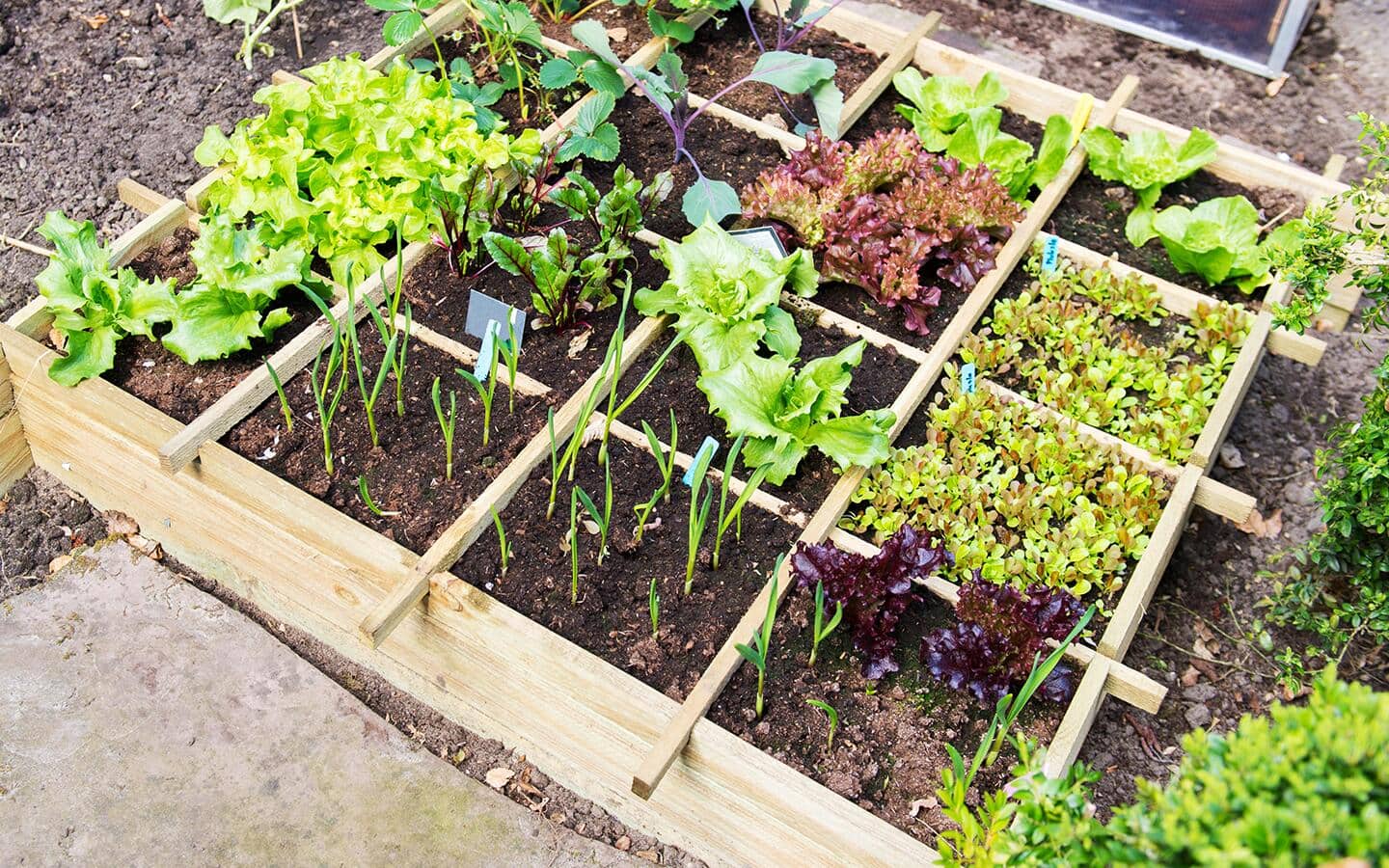 Several plants grow in a small wooden frame Several plants grow in a small wooden frame