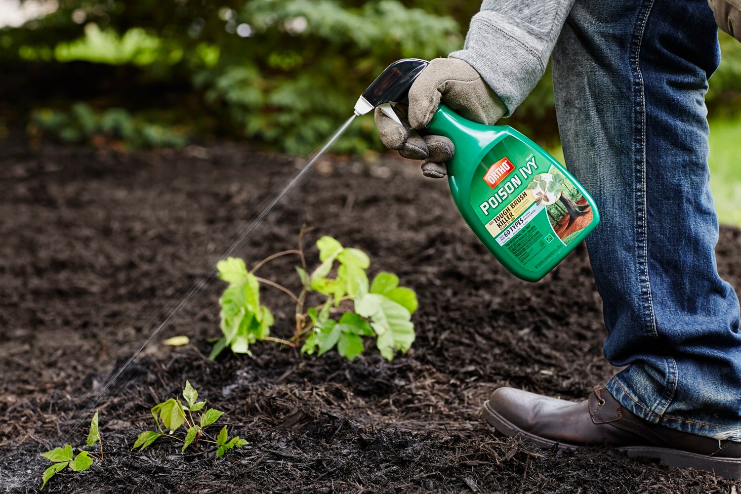 How to Get Rid of Poison Ivy Plants