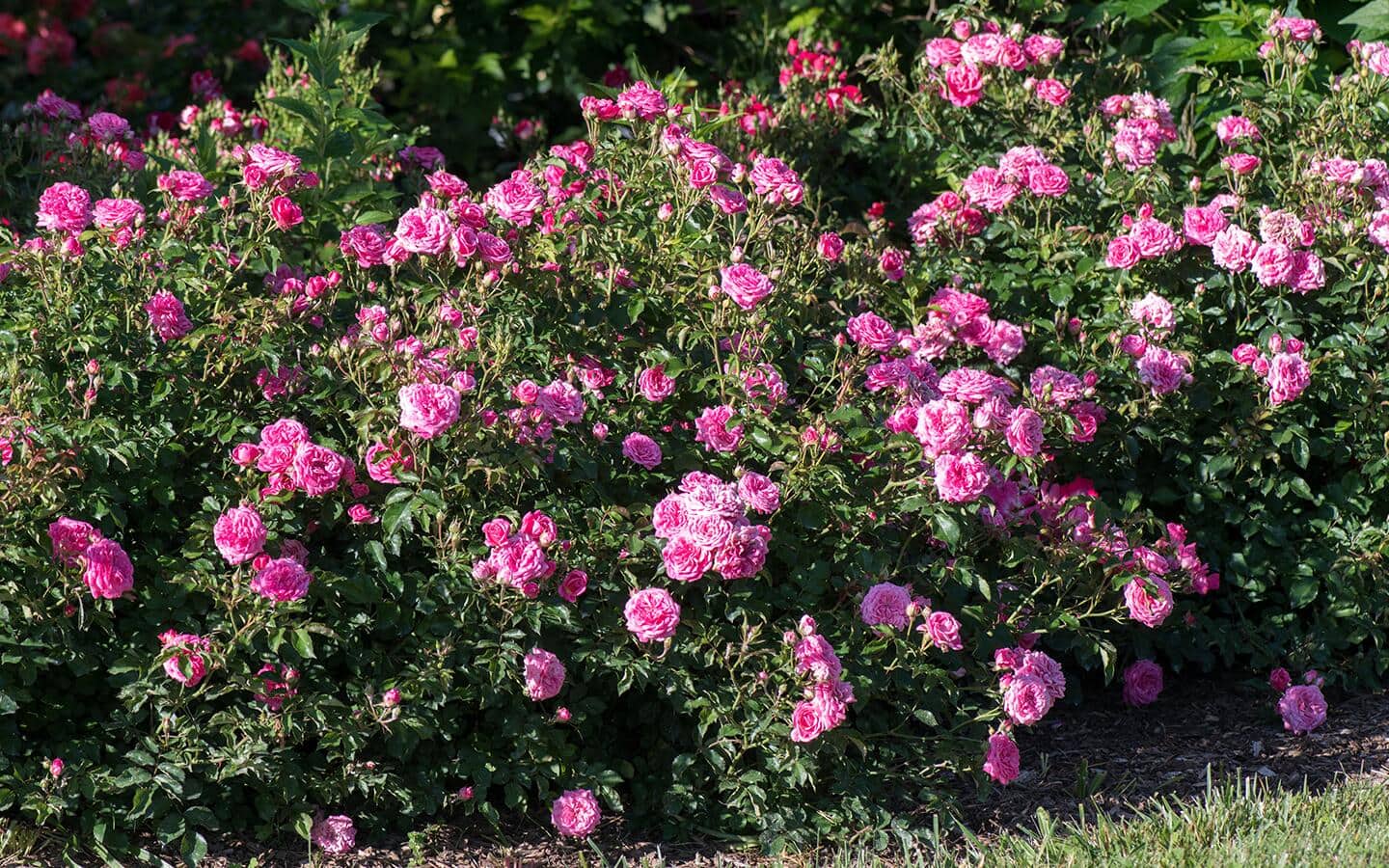 Multiple bushes with blooming lavender roses.
