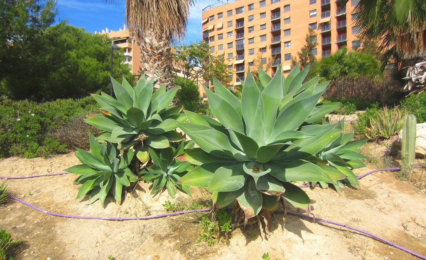 Drought resistant plants like agave in a garden Drought resistant plants like agave in a garden