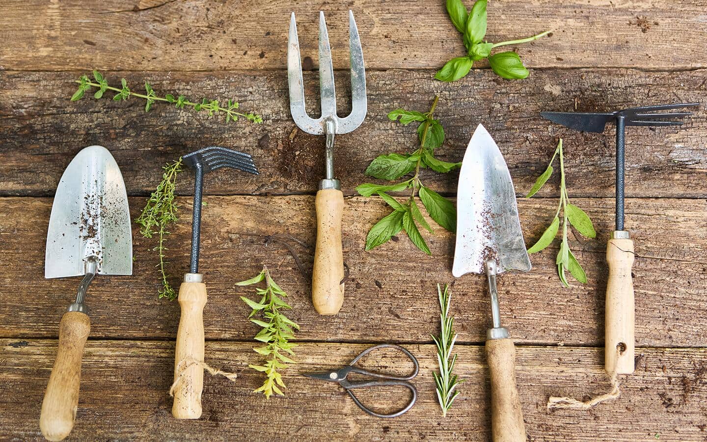 Garden tools with wood handles surrounded by snips of herbs on a wood table. Garden tools with wood handles surrounded by snips of herbs on a wood table.