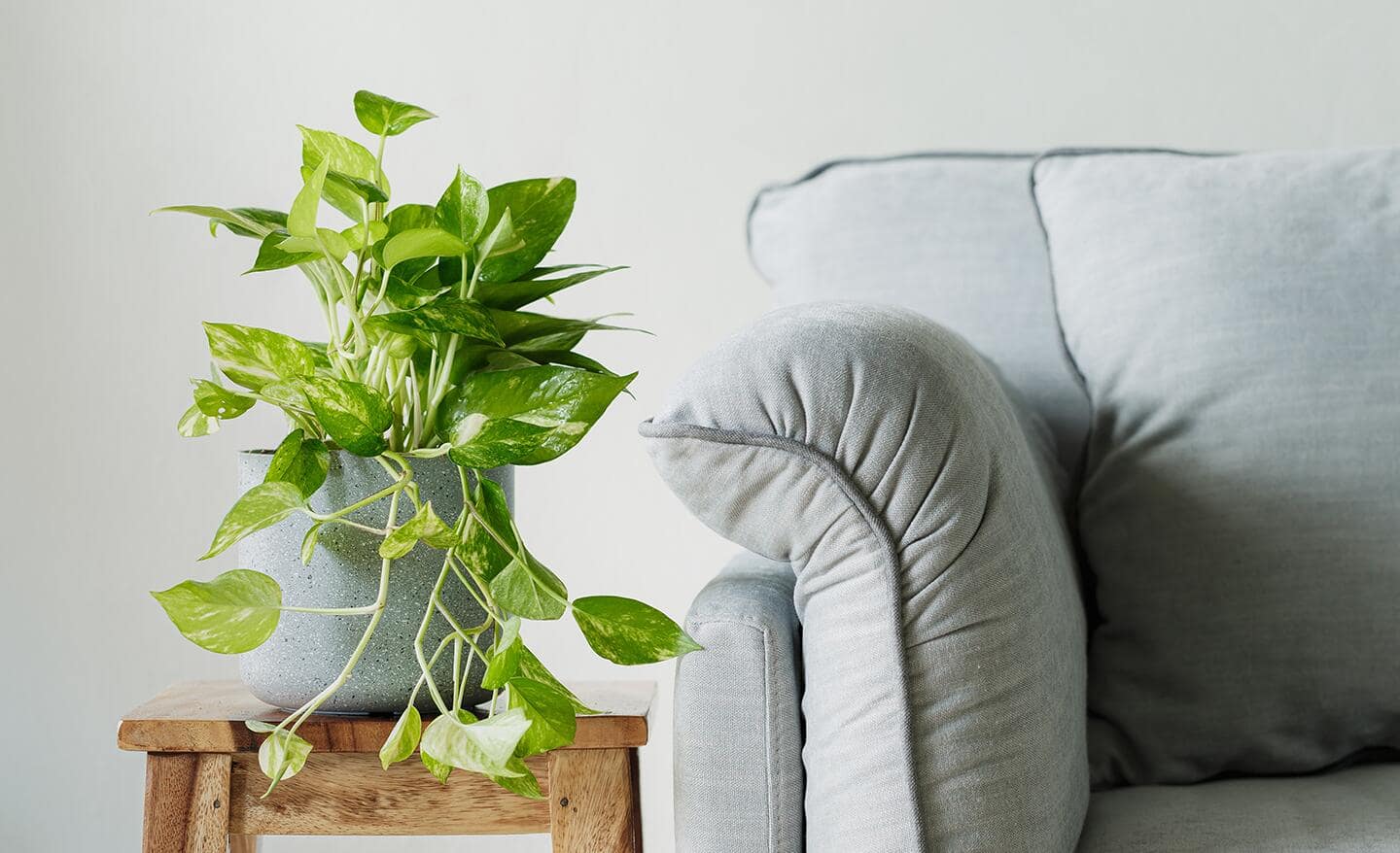 A tall pothos vine growing in a pot next to a grey sofa.