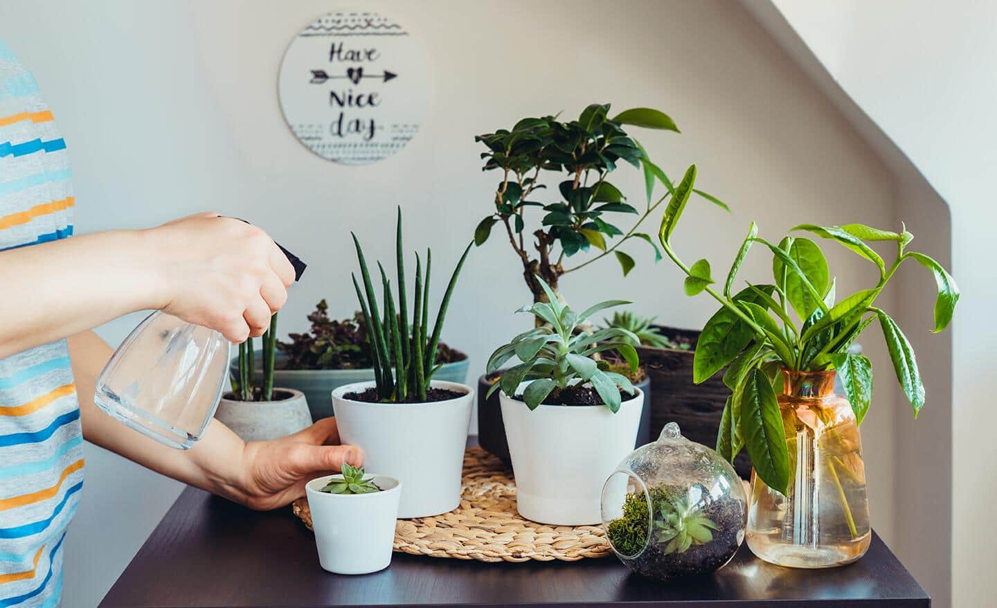 A person using a spray bottle to mist houseplants. A person using a spray bottle to mist houseplants.