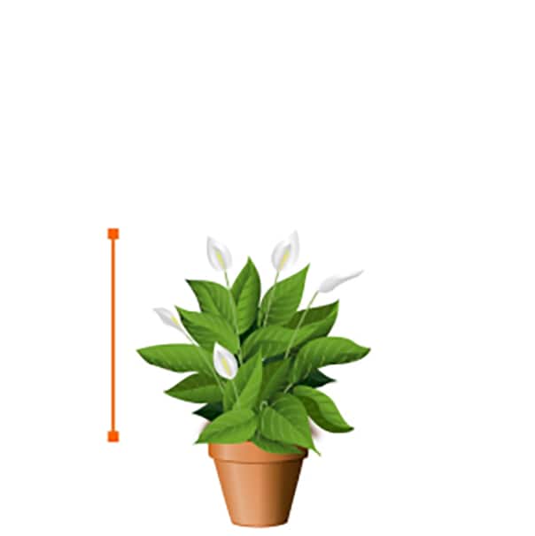 Image for Small Plants (Up to 24 in.)