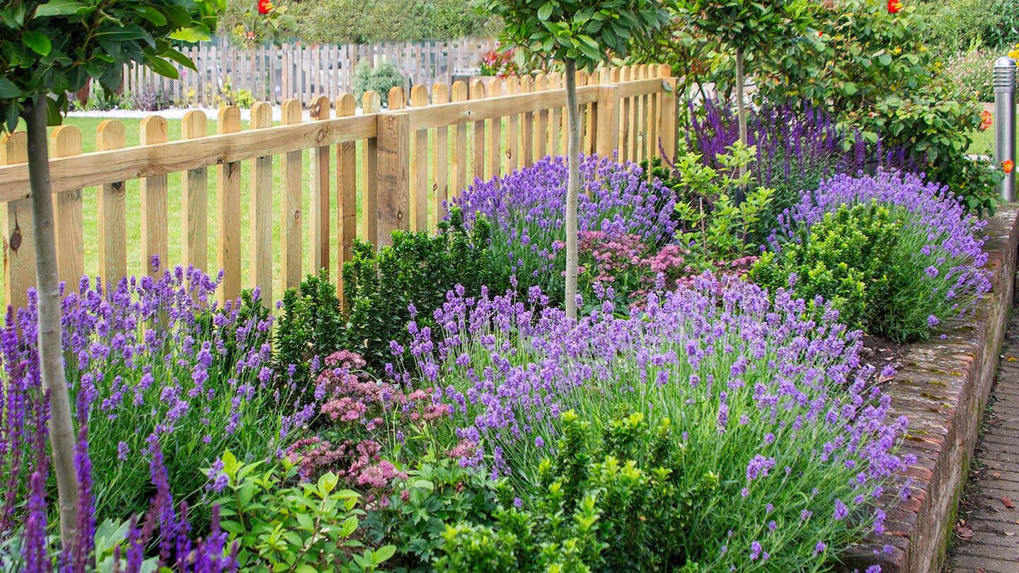 Grow Lavender in Your Herb Garden