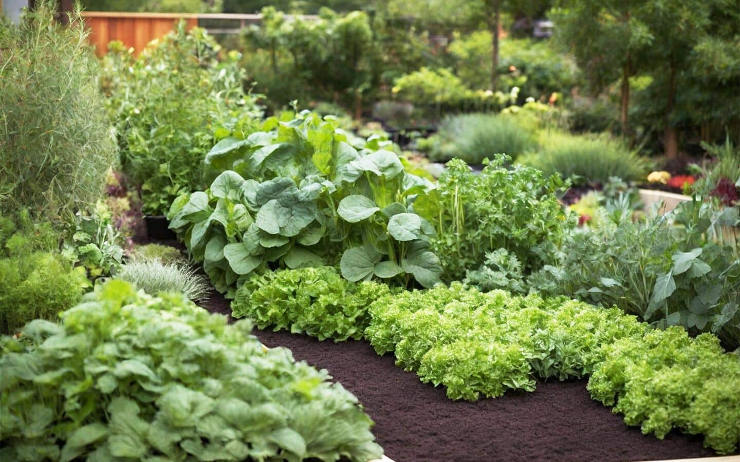 A healthy vegetable garden in summer with rich garden soil A healthy vegetable garden in summer with rich garden soil
