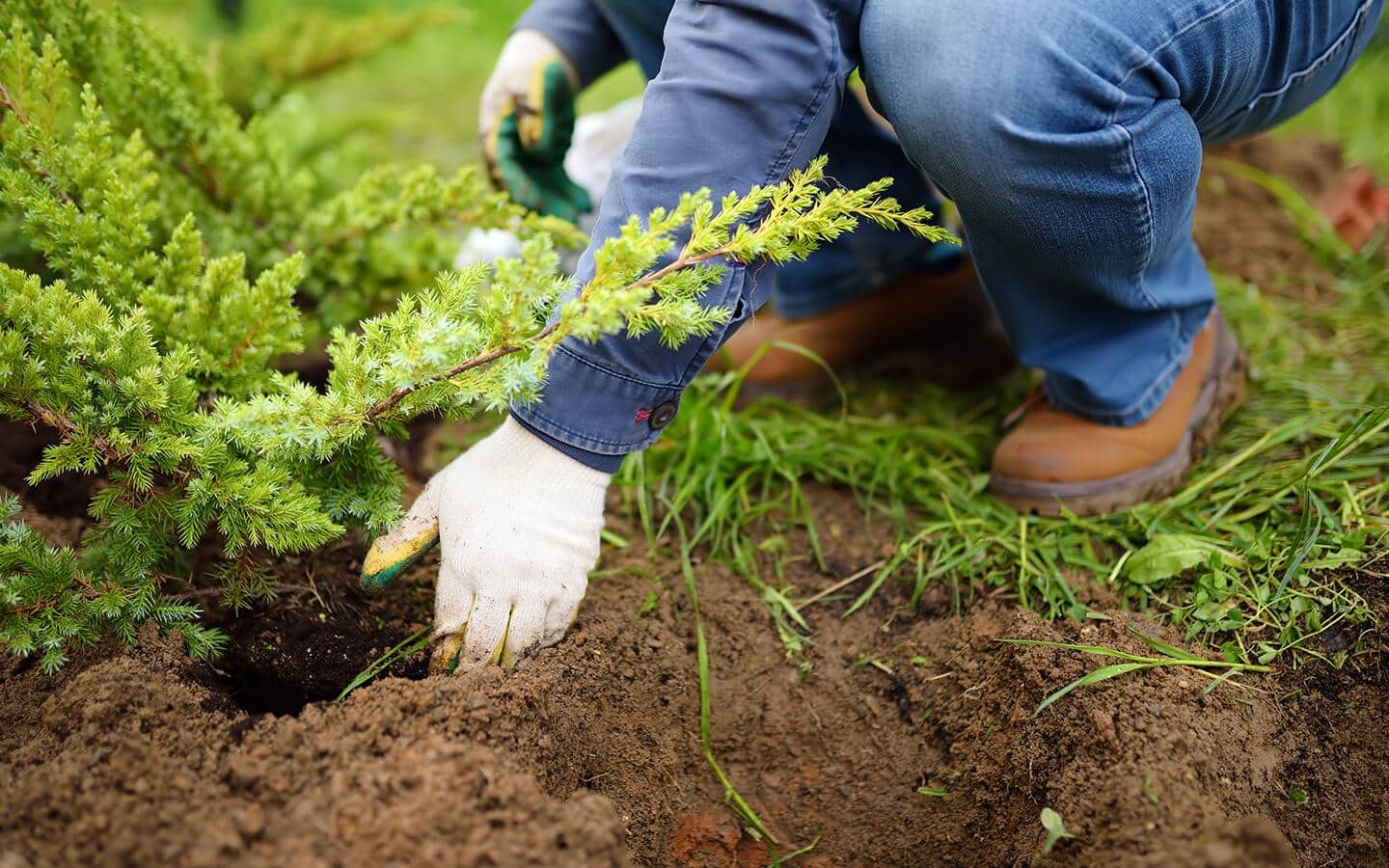 Someone planting shrubs in a row.