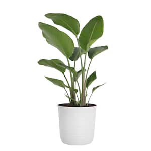 Image for Shop Bird Of Paradise Plants