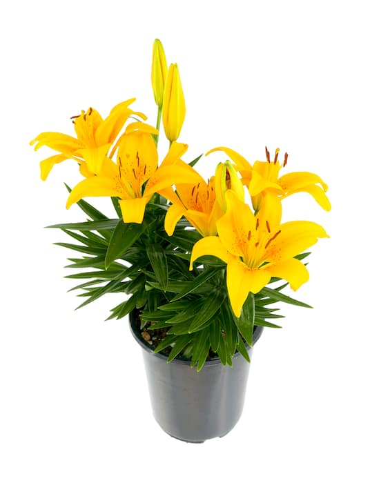 Lilies