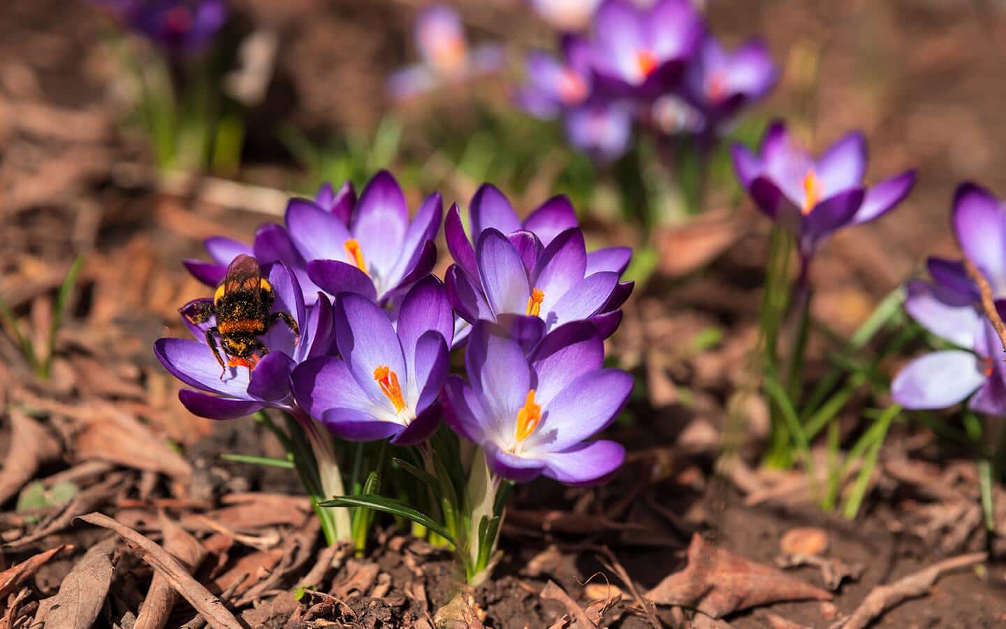 Purple and white crocus blooms in a garden Purple and white crocus blooms in a garden