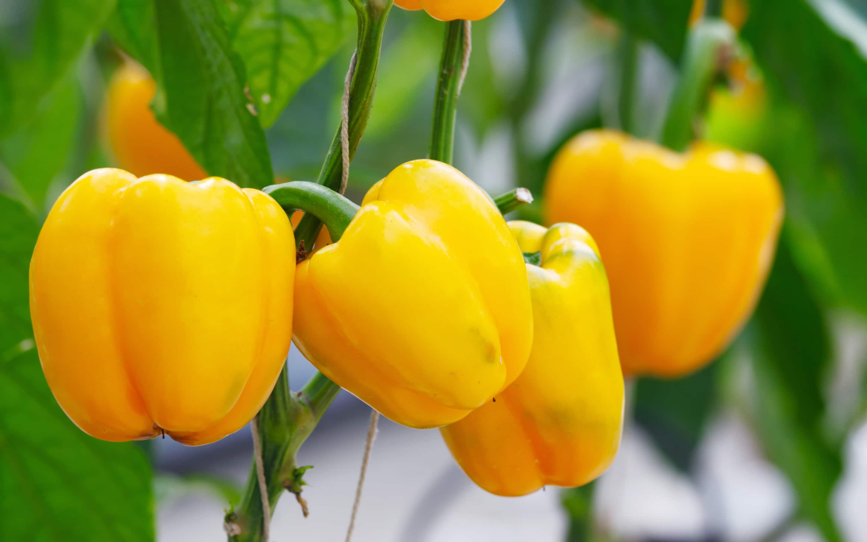 Yellow peppers on a plant in the garden