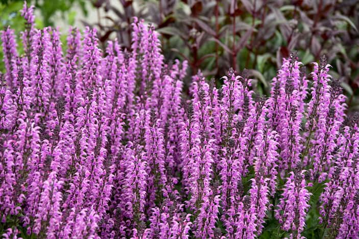Salvias