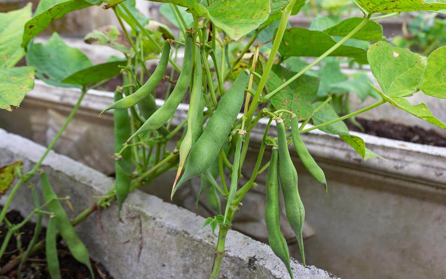Green beans ready to harvest in a garden Green beans ready to harvest in a garden
