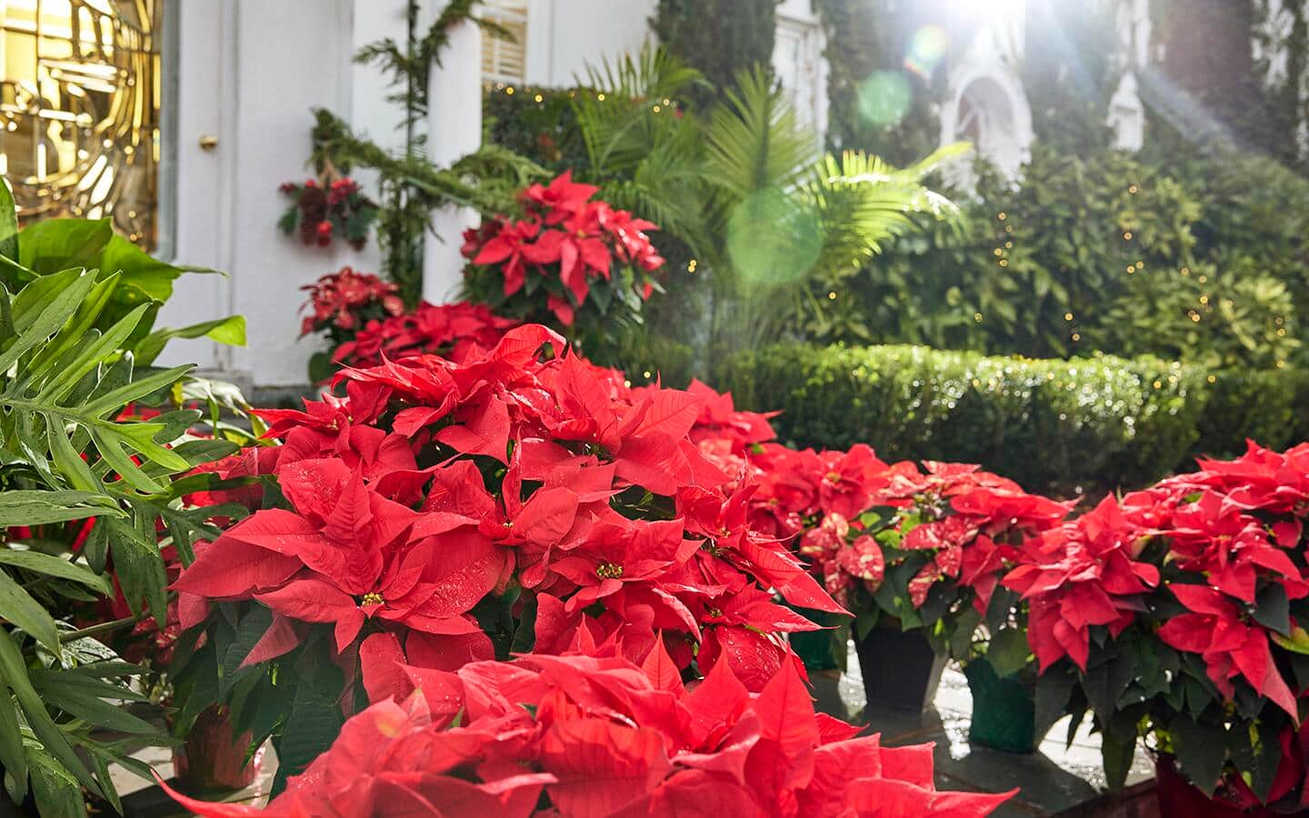 Red poinsettias outside a front door Red poinsettias outside a front door