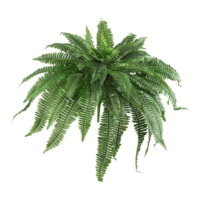 Artificial Ferns