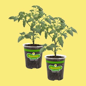 Select Online Vegetables & Herbs