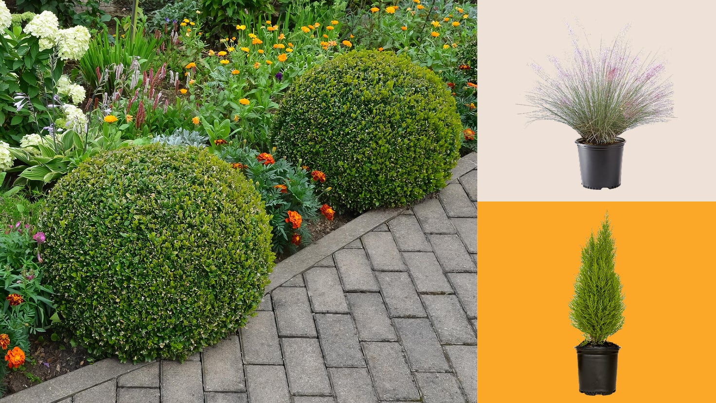 Outdoor Plants The Home Depot