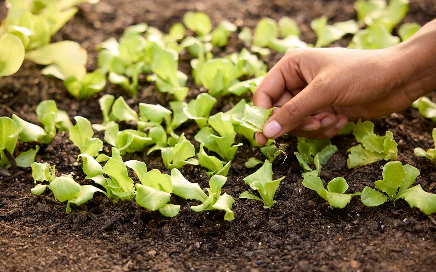 Gardener thins seedlings in a garden bed
