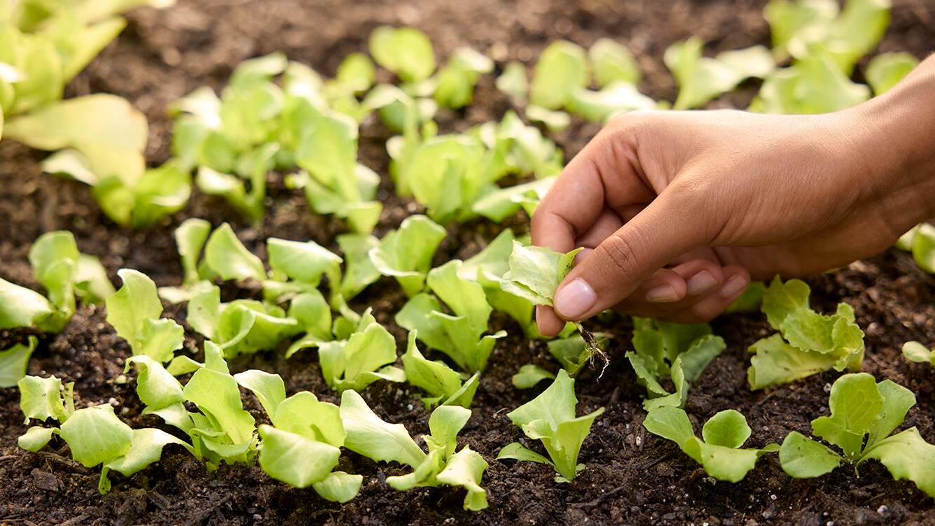 How to Direct Sow Seeds in Your Garden