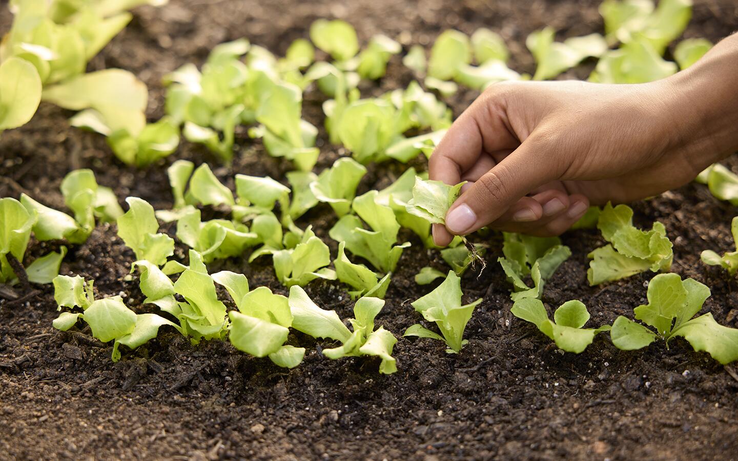 How to Direct Sow Seeds in Your Garden
