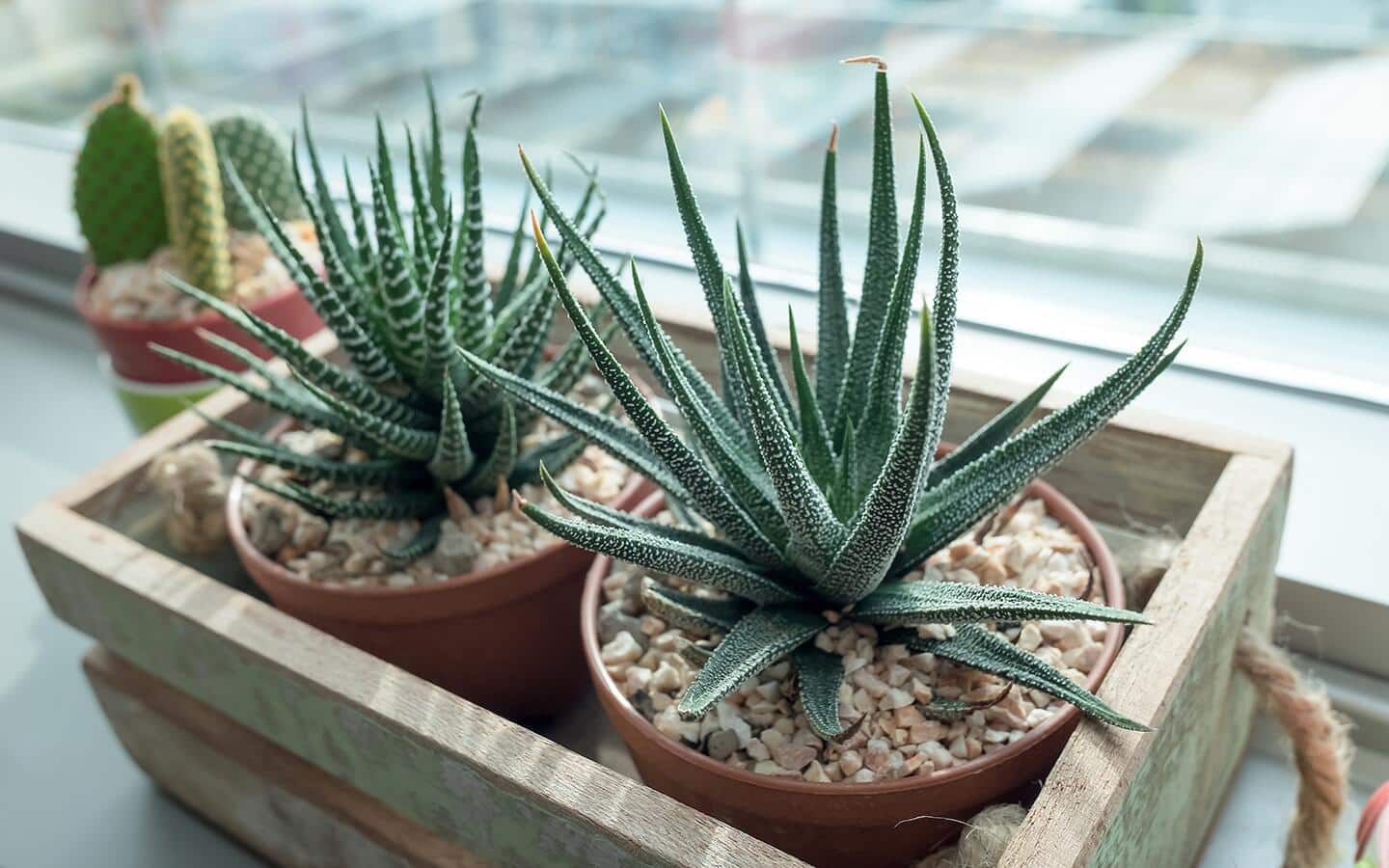 How to Grow Succulents - The Home Depot