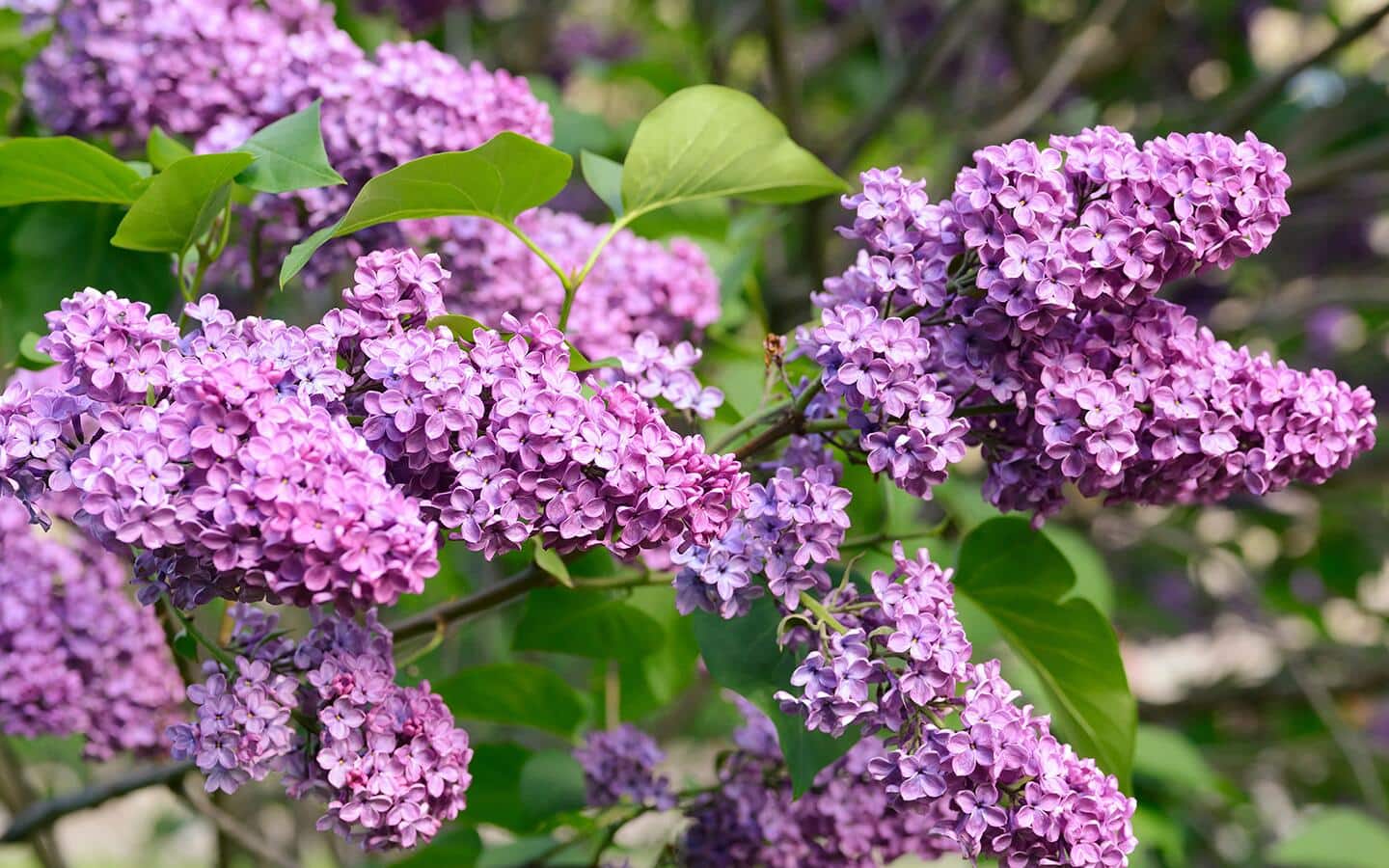 Multiple blooms of delicate light-purple lilac plants.