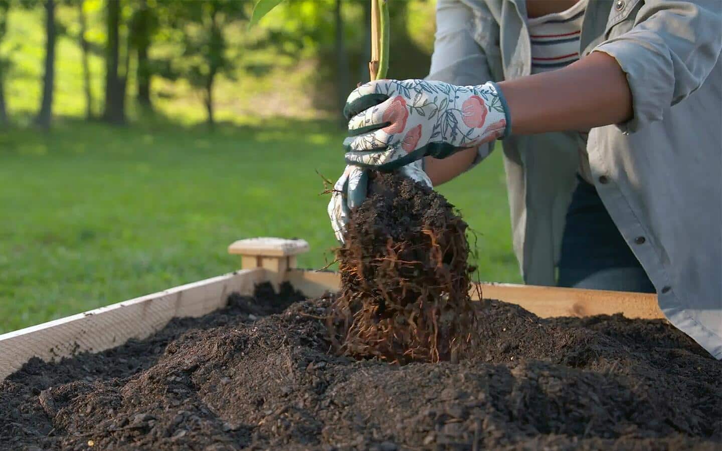 How to Grow Avocados - The Home Depot