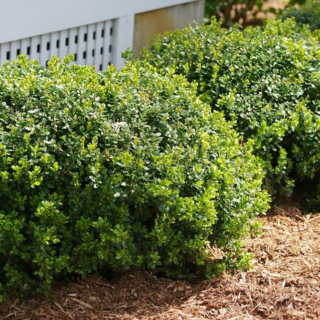 Bushes