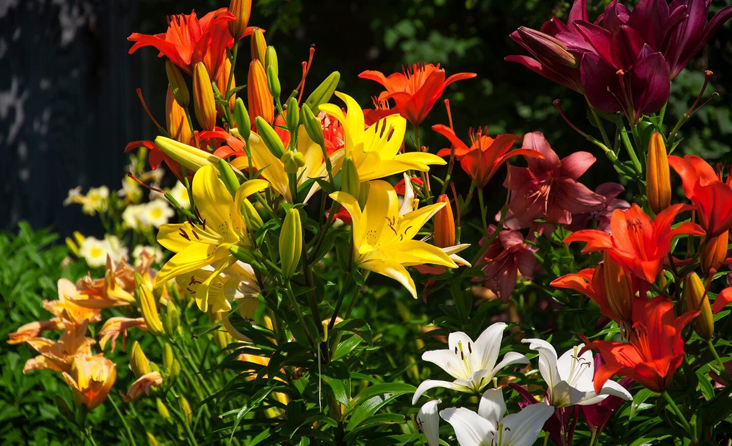 Yellow, orange and red daylilies in a garden