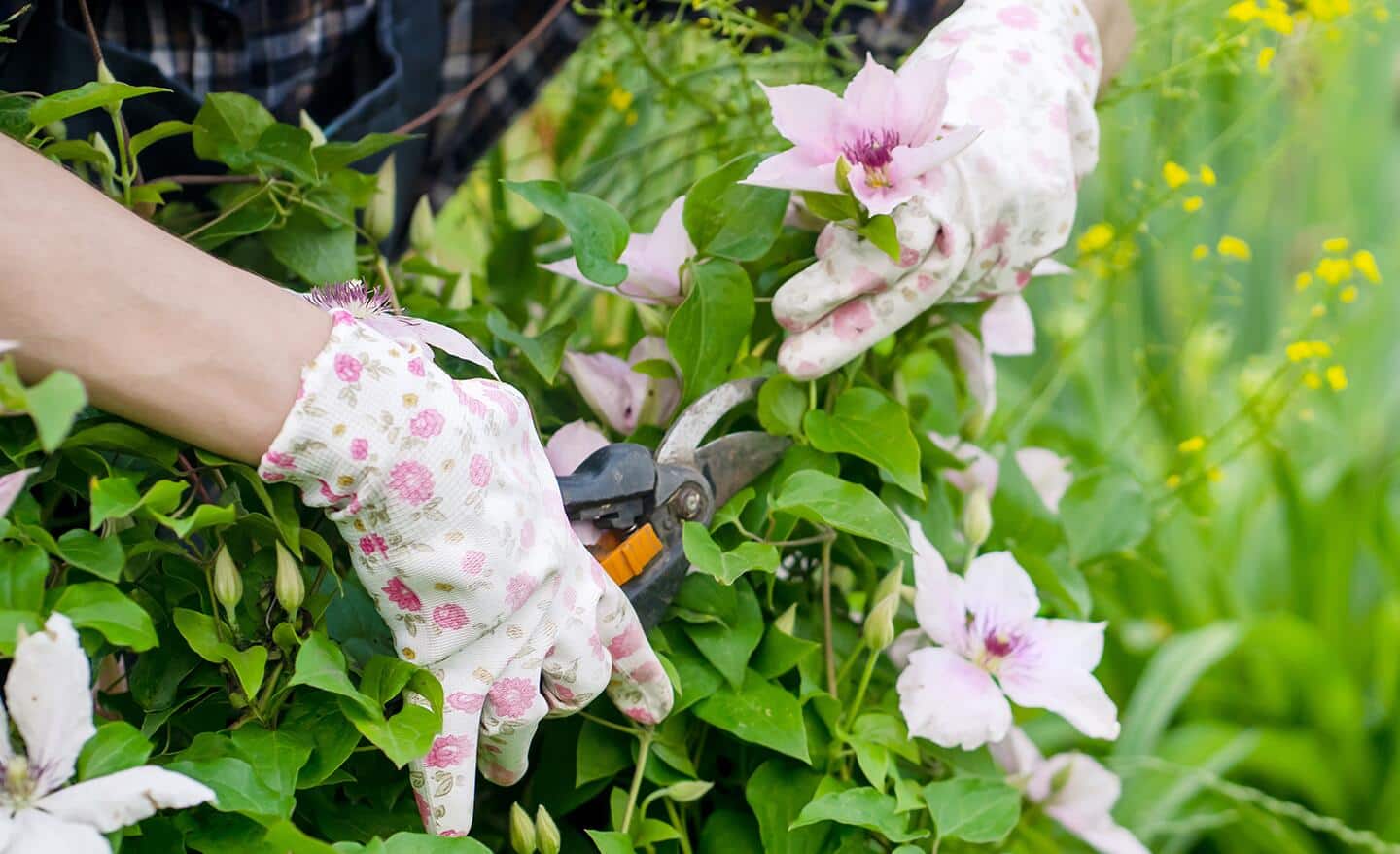 Gardener using pruning shears to trim flowers from clematis vine