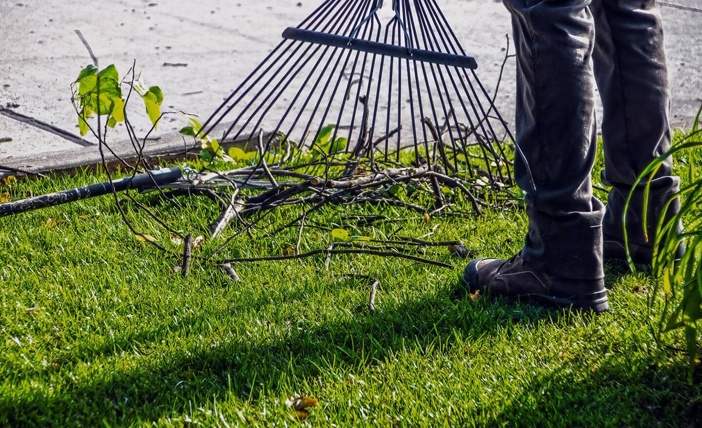 Gardener raking sticks in a spring lawn