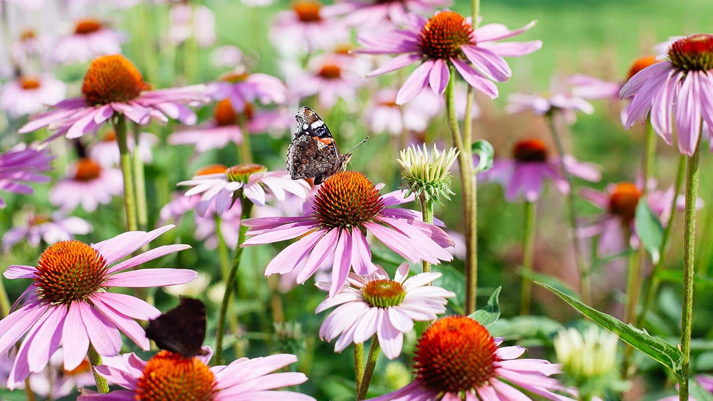 A moth feeds on coneflowers. A moth feeds on coneflowers.