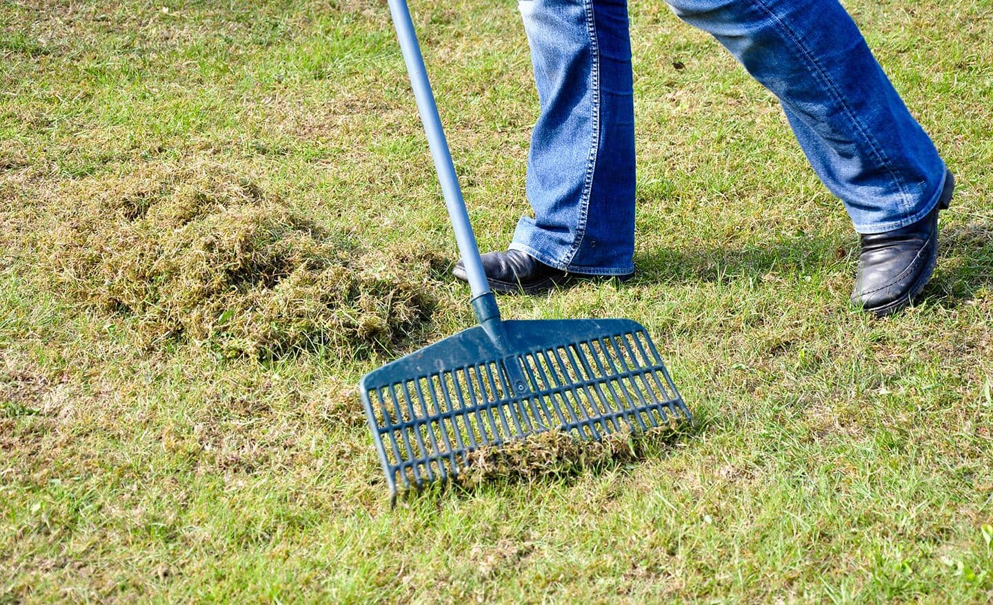 A person rakes up lawn clippings. A person rakes up lawn clippings.