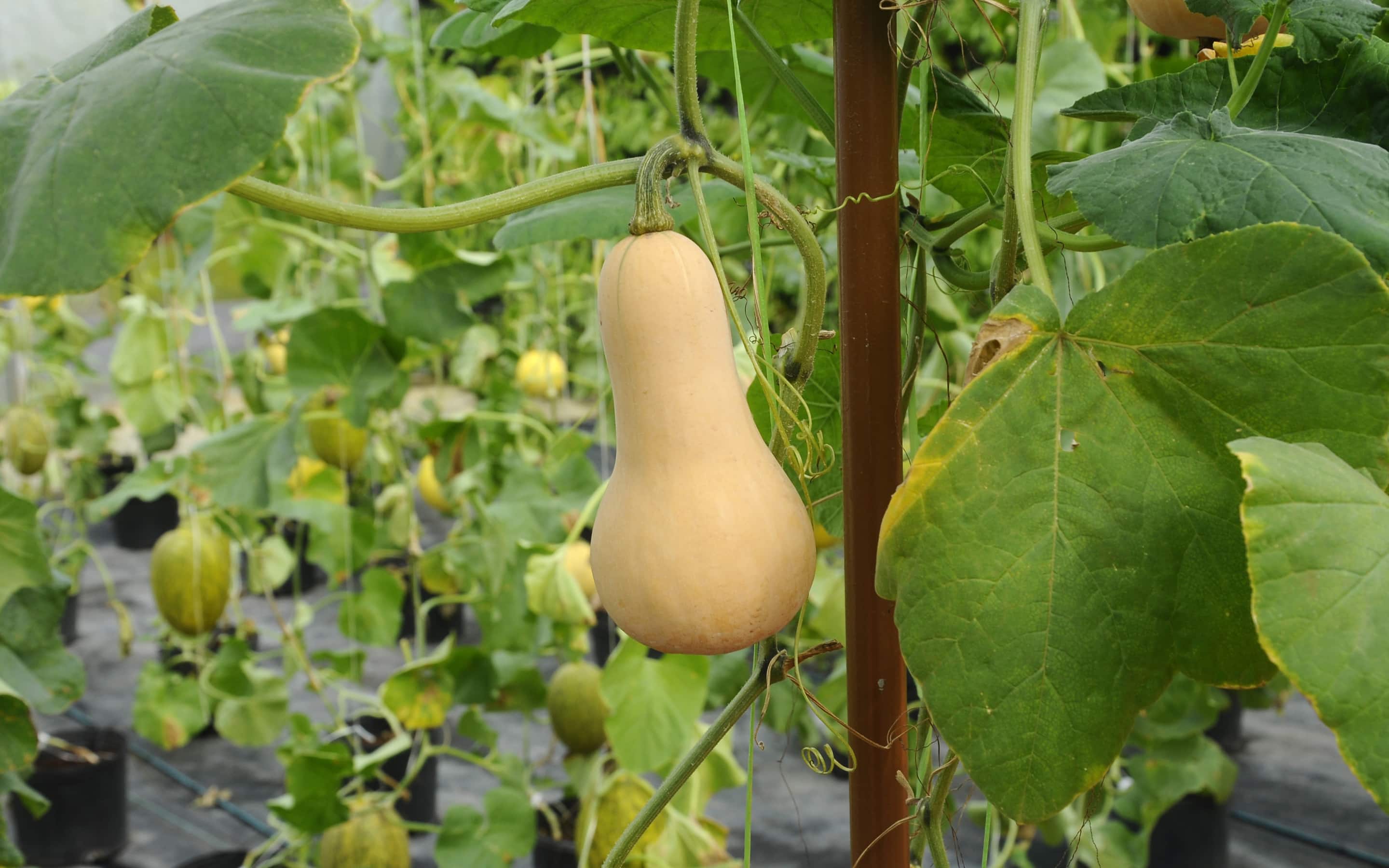 Butternut squash on the vine in a garden