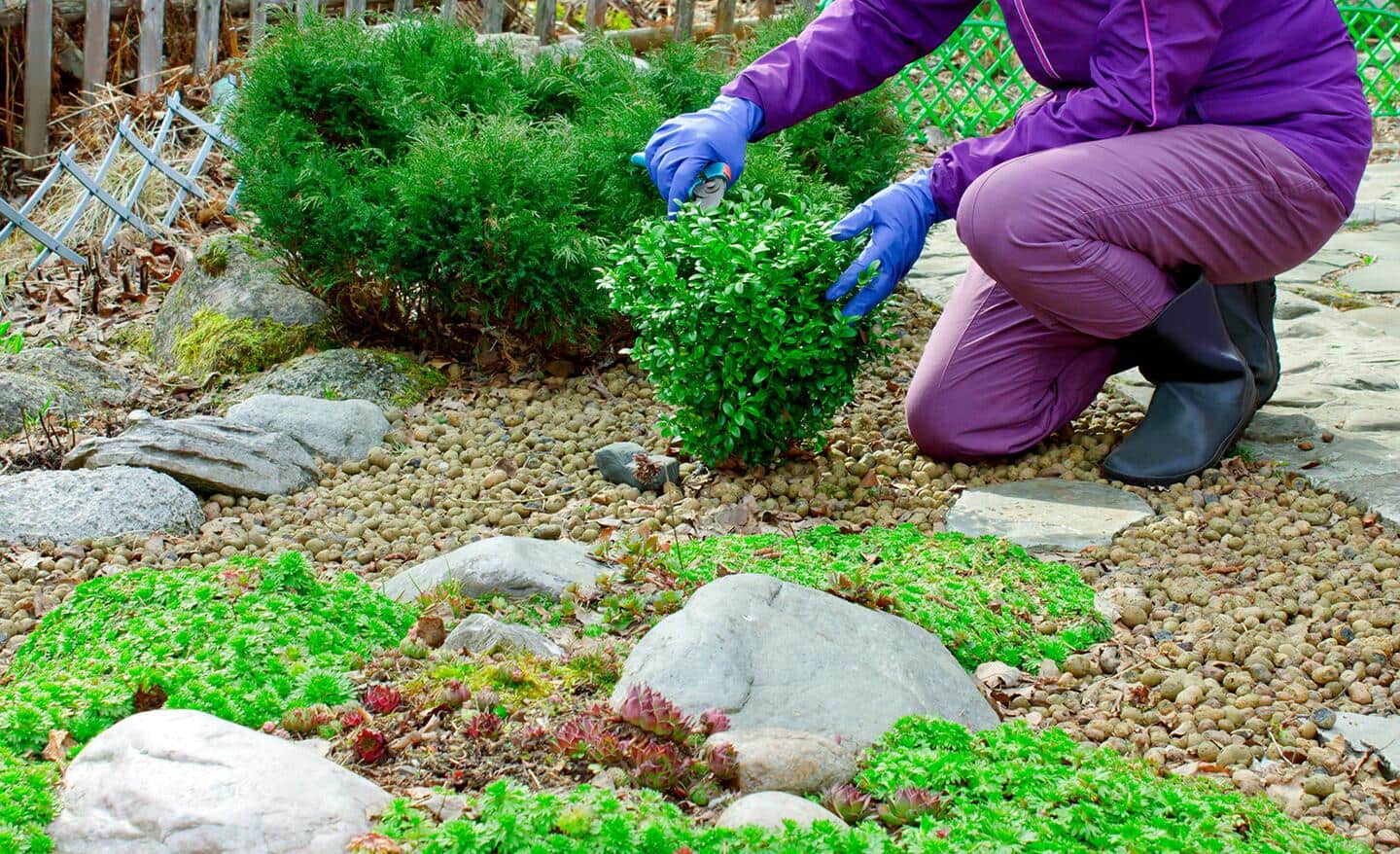 Gardener spreads fertilizer around a boxwood shrub