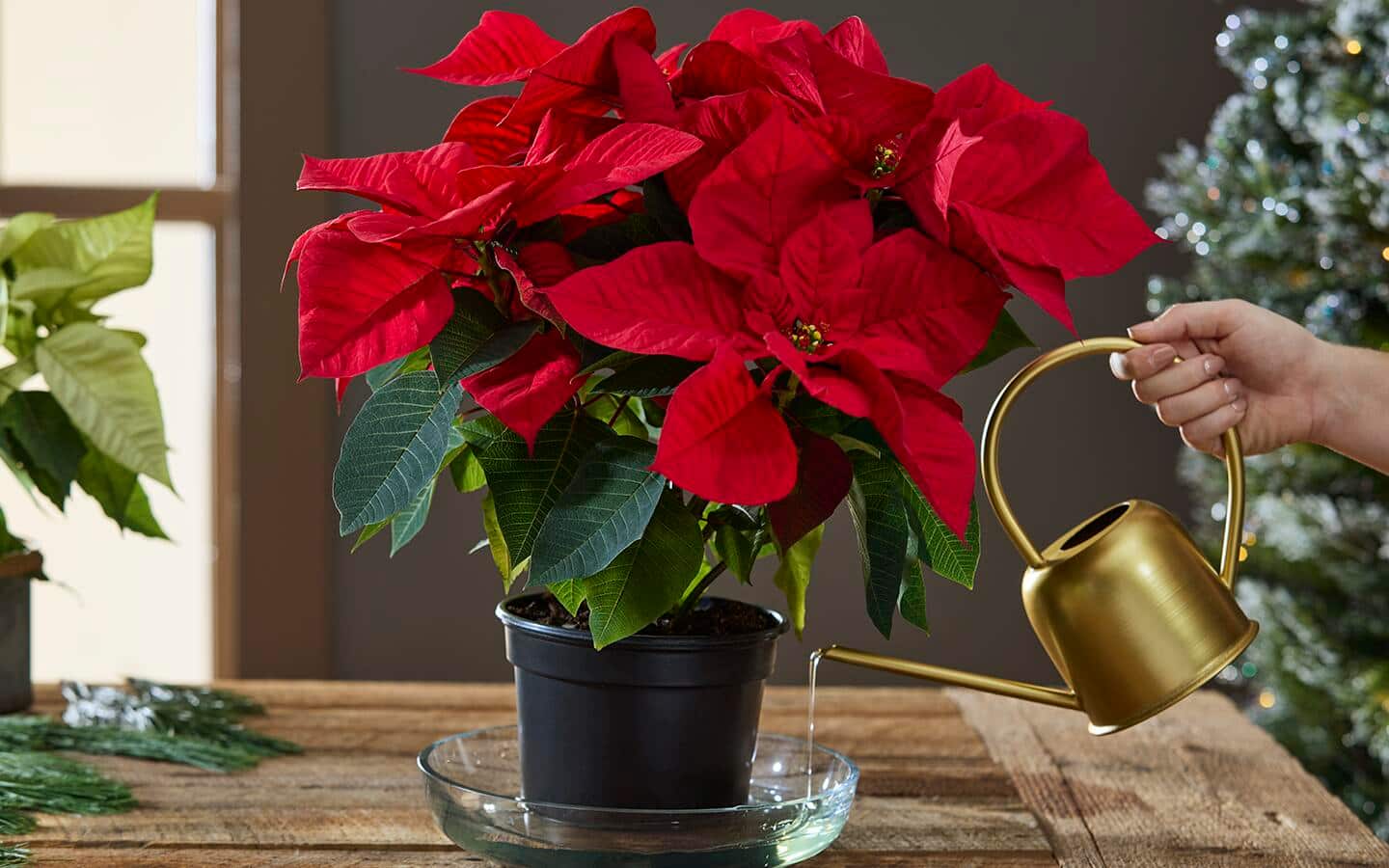 Person watering a red poinsettia Person watering a red poinsettia