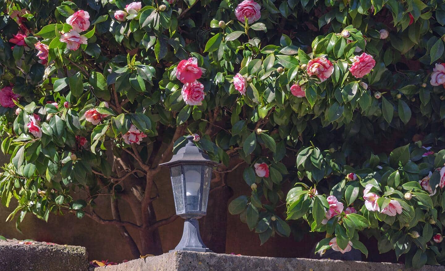 Camellia shrub with pink flowers in a garden